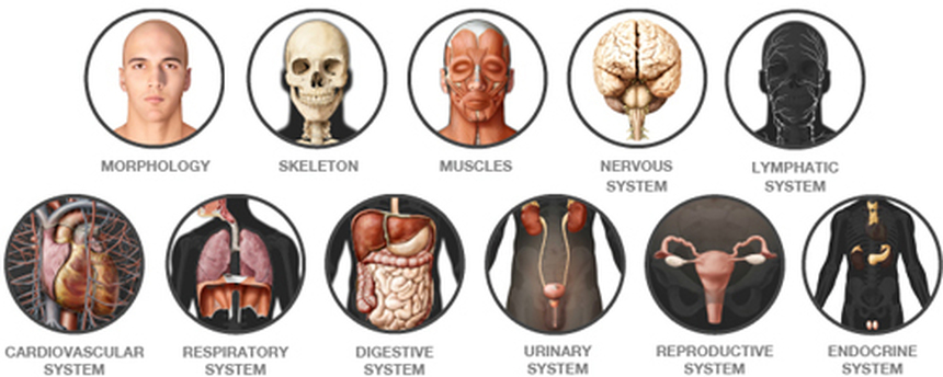 Functions of All 11 Organ Systems in the Human Body